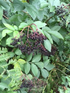 Elderberries