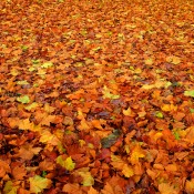 autumn leaves